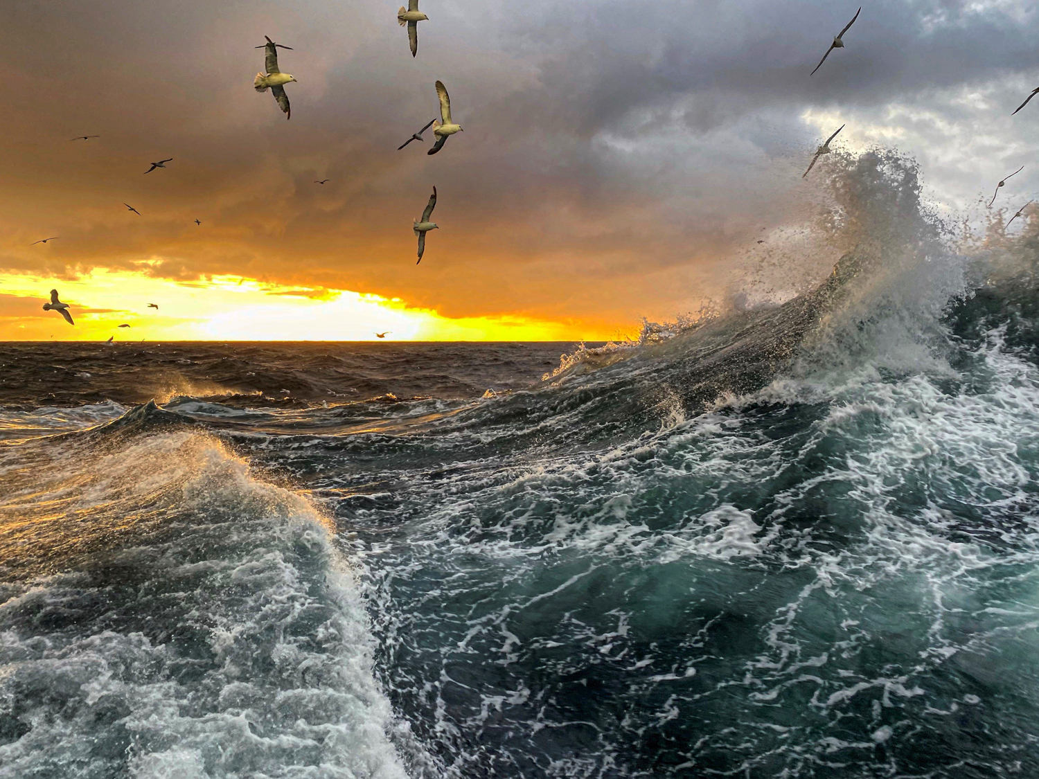 foto av sjøfugl og bølger